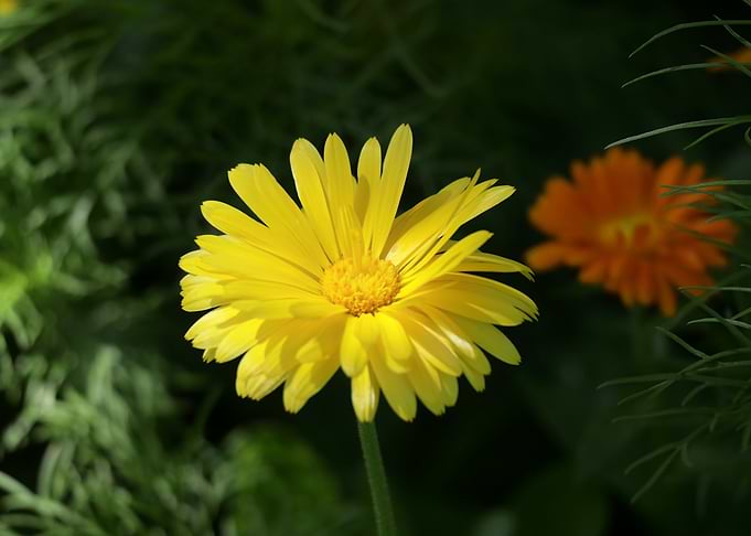 Yellow Calendula Flower Close-Up