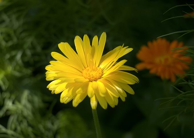 Yellow Calendula Flower in Natural Light