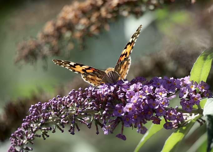 Butterfly on Purple Flowers