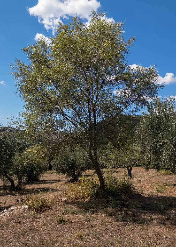 Wild Olive Tree I