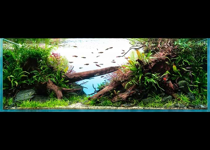 Nature Aquarium - Aquascape