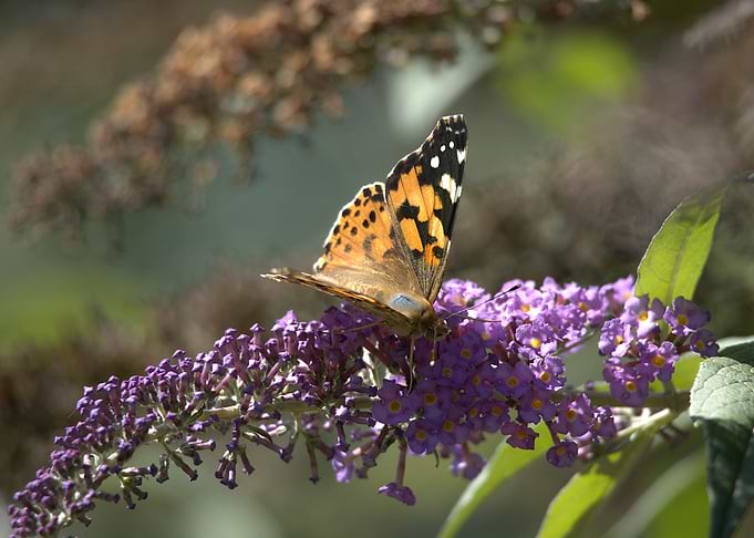 Butterfly on Purple Flower