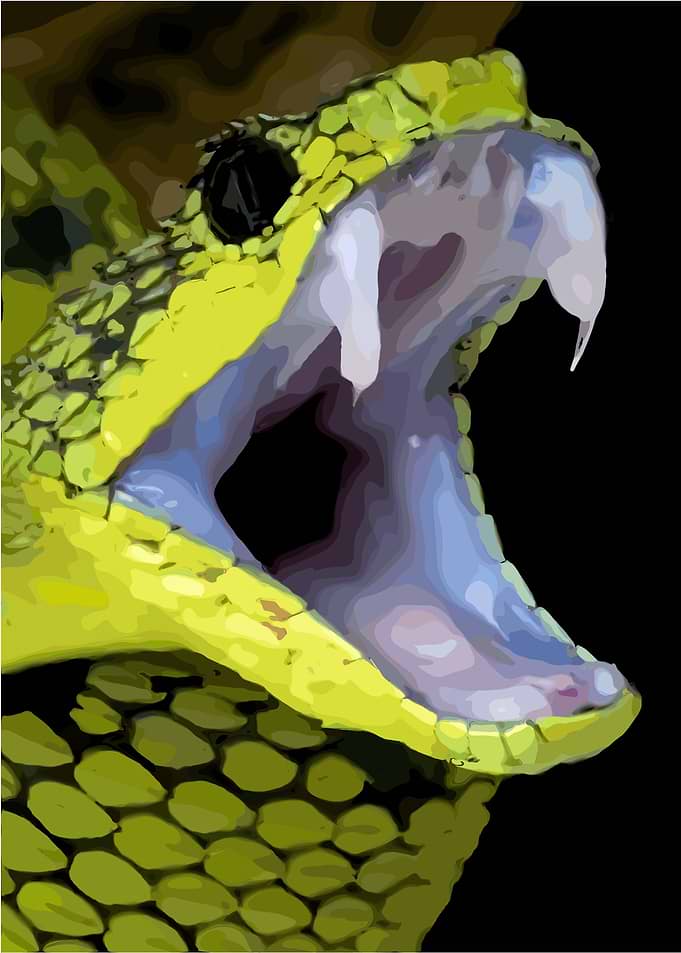 Open-mouthed Green Viper Digital Art