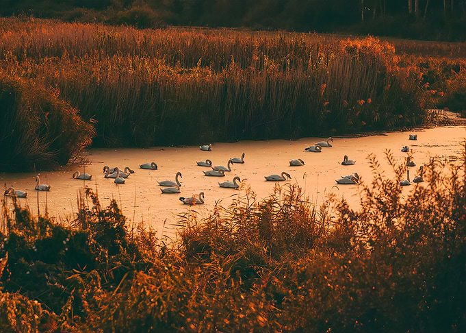 Swans in a golden pond