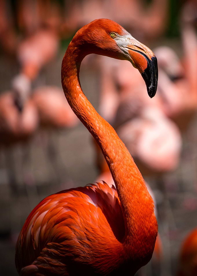 Flamingo Portrait in Natural Setting