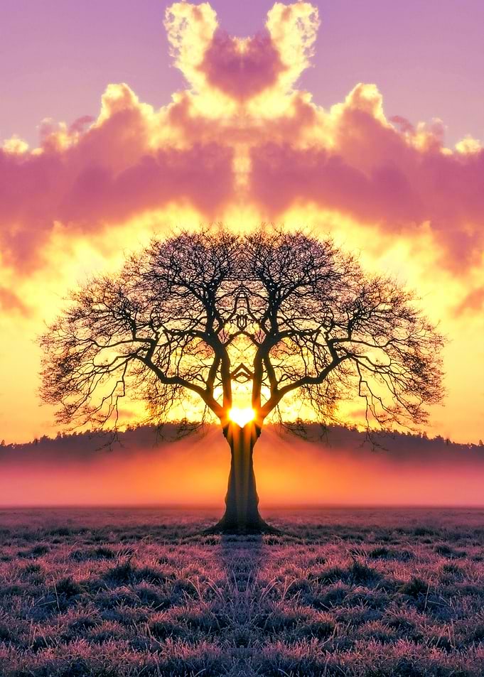 Tree Silhouette at Sunrise