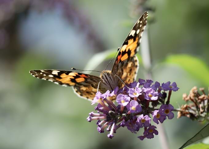 Butterfly on Purple Flowers