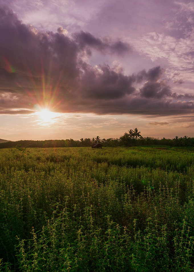 Sunset over a field of green