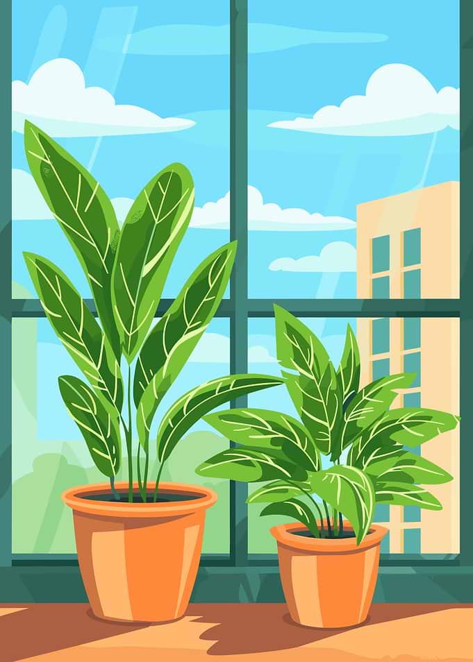 Indoor Plants by the Window