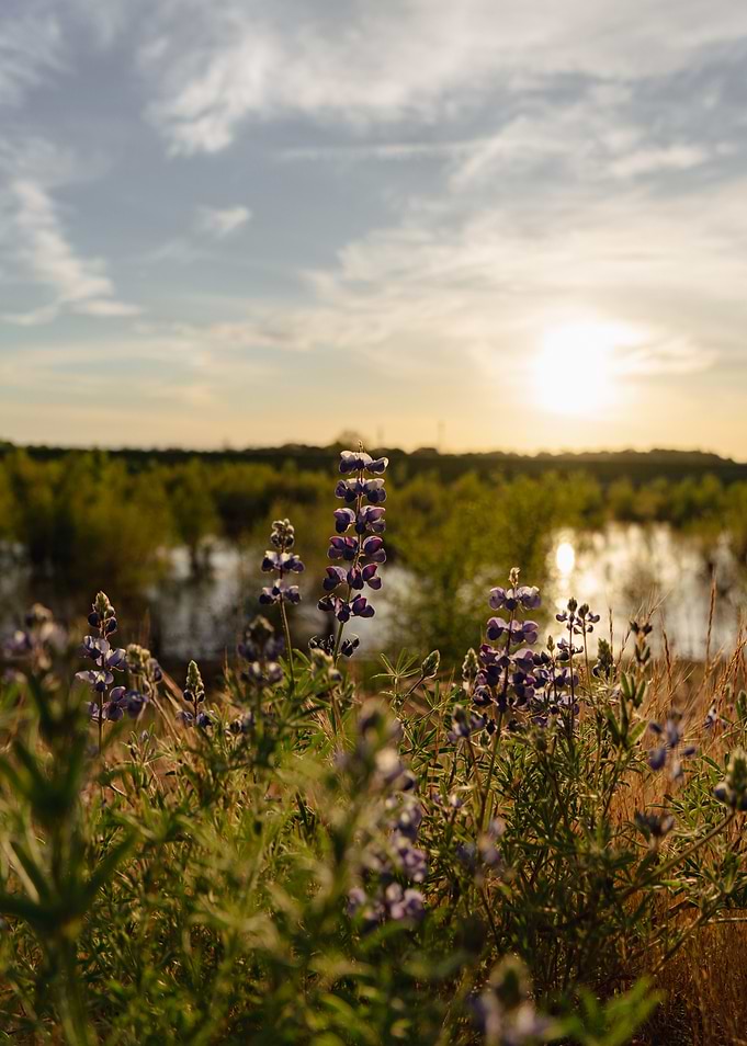 Lupine Flowers at Sunset