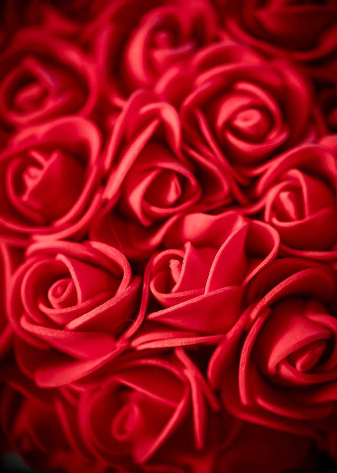 Everlasting Red Roses - Close Up Photography