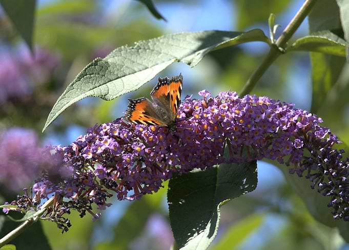 Butterfly on Purple Flowers