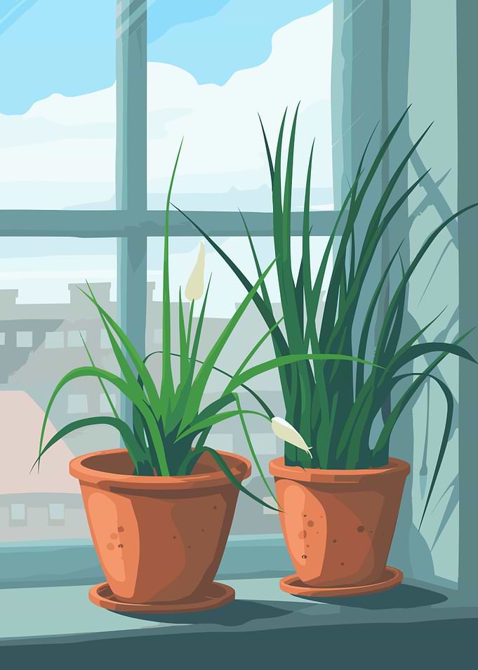 Potted Plants by the Window
