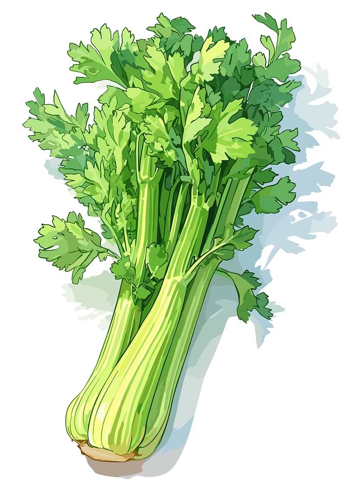 Fresh Celery Bunch Illustration
