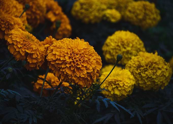 Marigold Flowers in Bloom