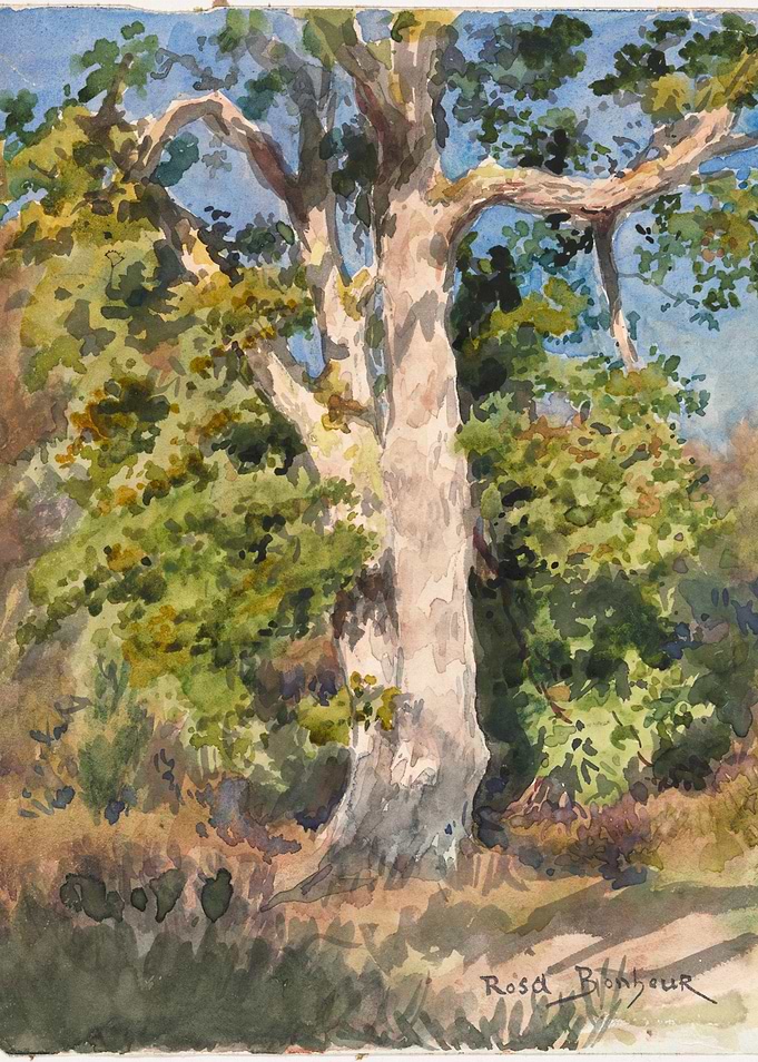 Watercolor Painting of a Large Tree