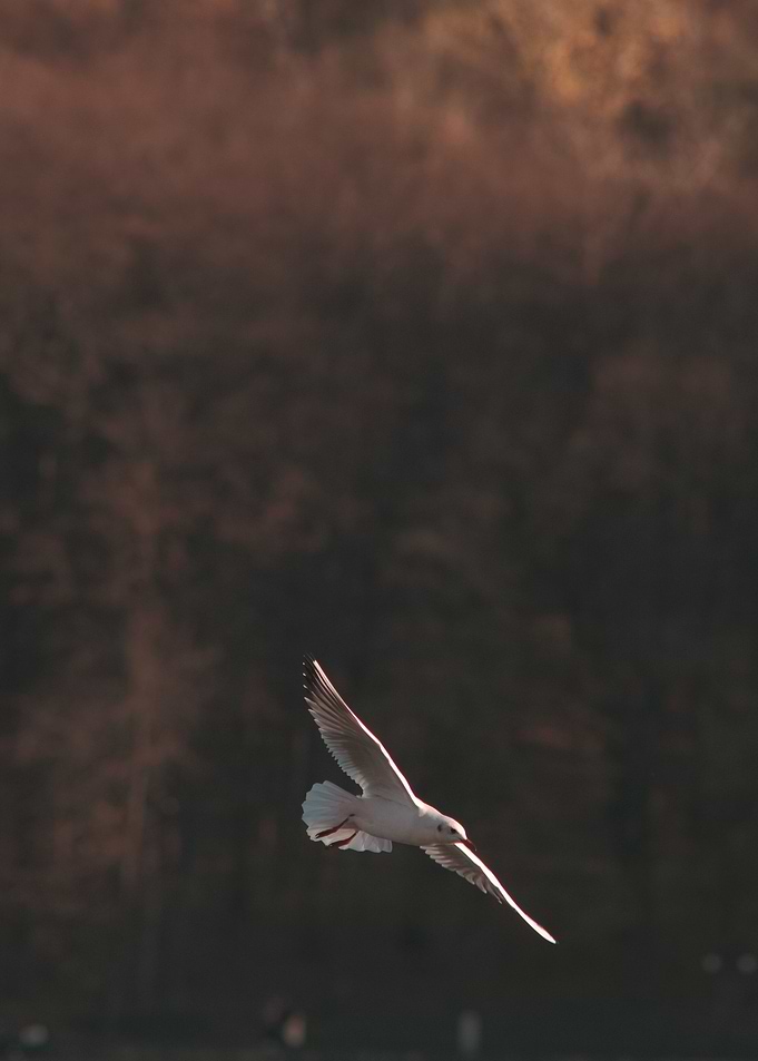 Seagull in Flight