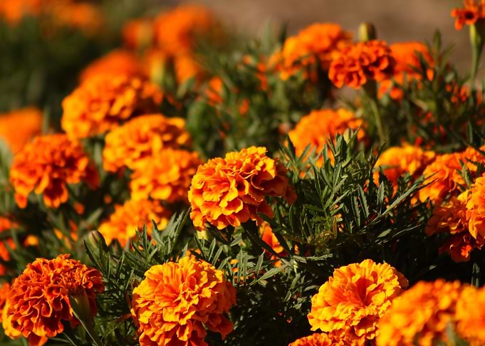 Vibrant Orange Marigold Flowers in Bloom