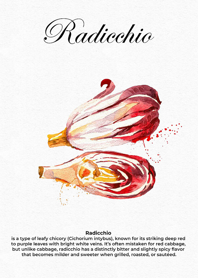 Radicchio Watercolor Illustration