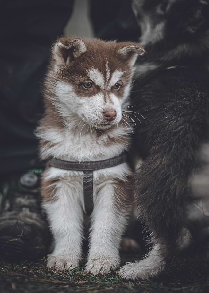 Husky Puppy Portrait
