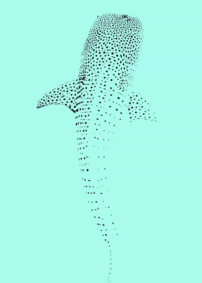 Whale Shark Illustration on Teal Background