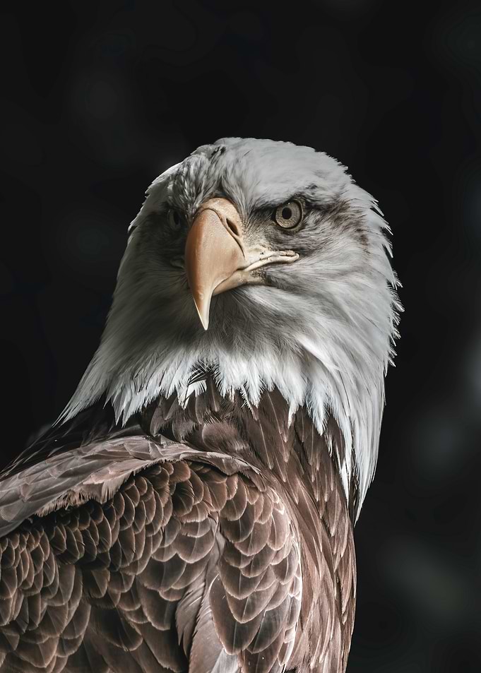 Bald Eagle Portrait