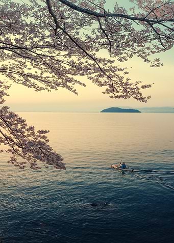 Kayaking under Cherry Blossoms at Sunset