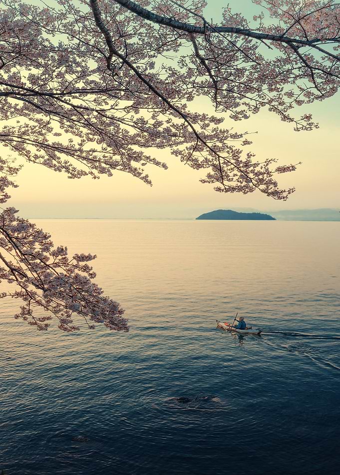 Kayaking under Cherry Blossoms at Sunset