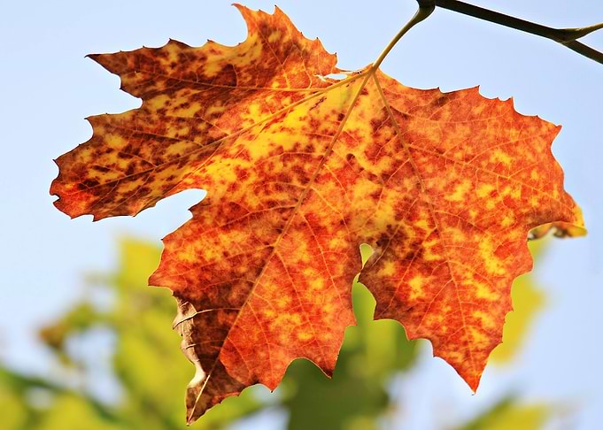 Autumn Leaf Close-Up