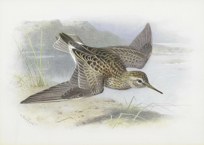 Flying Bird Illustration