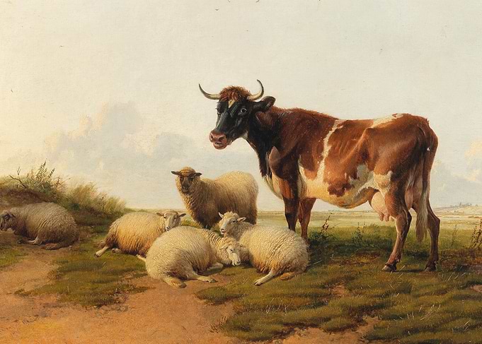 Cow and Sheep in a Field