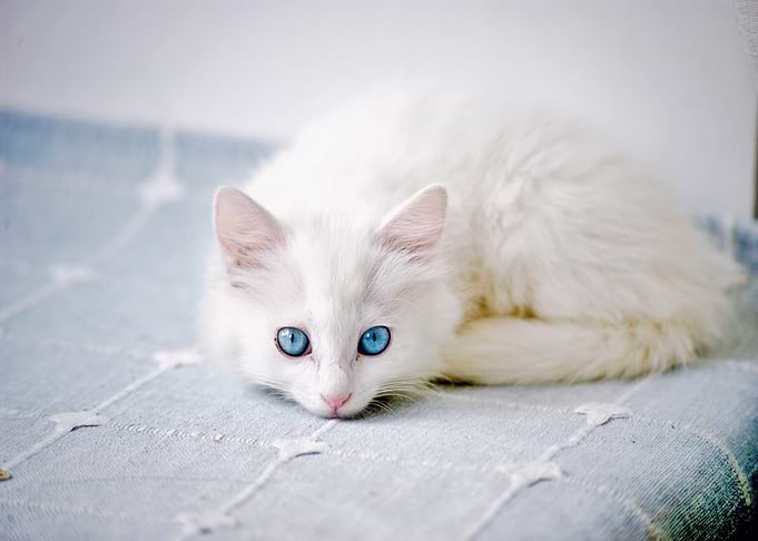 White Kitten with Blue Eyes