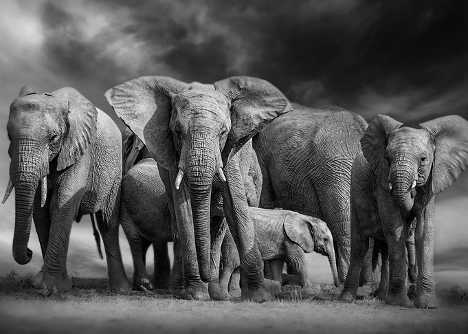 Elephant Family in Black and White