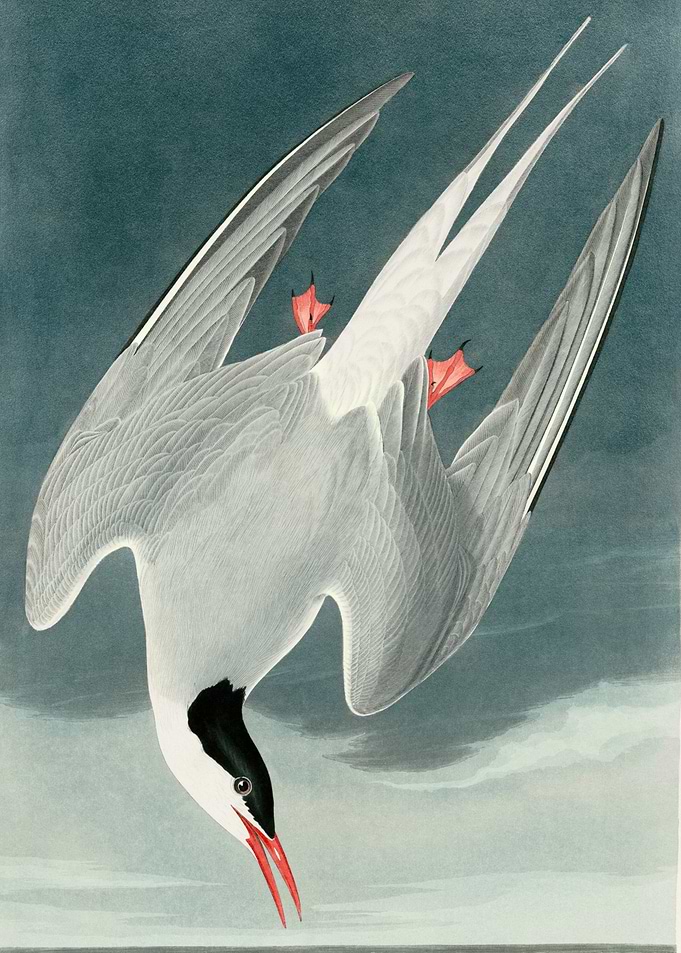 Bird diving illustration