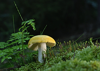 Yellow Mushroom in Mossy Forest Setting