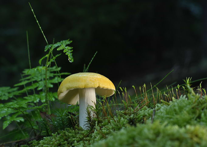 Yellow Mushroom in Mossy Forest Setting