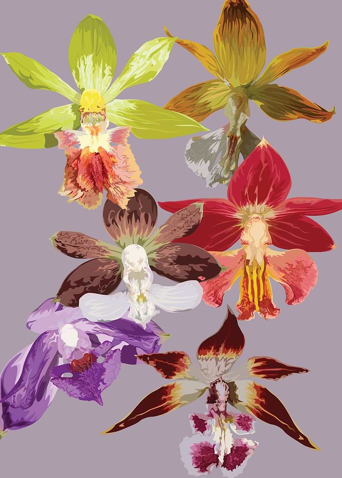 Calanthe Orchids