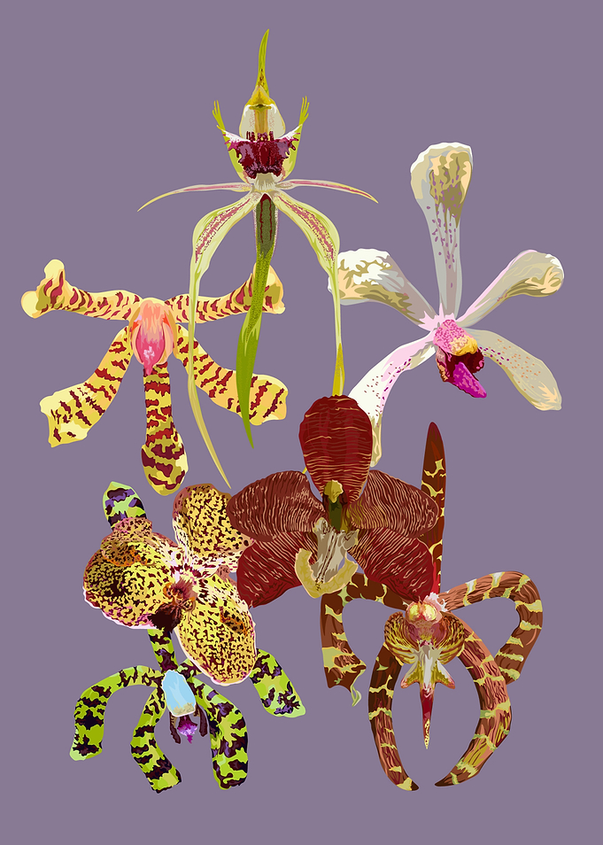 Arachnis Orchids