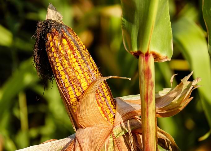 Ripe Corn on the Cob