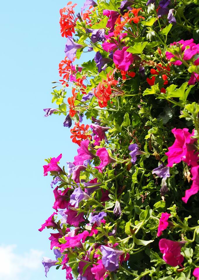 Floral Display Against Blue Sky