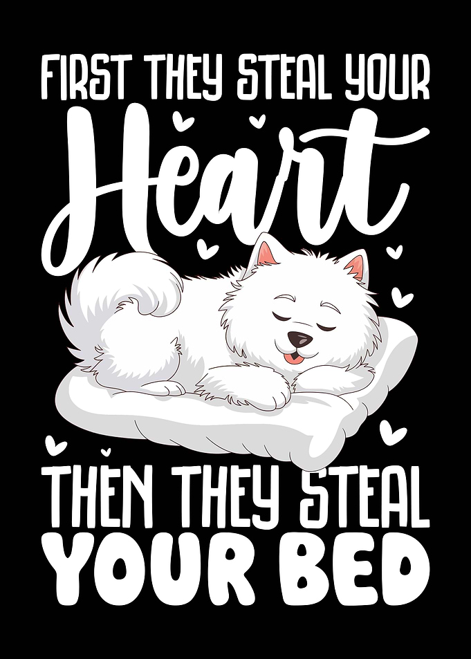 Dog Steals Heart and Bed Samoyed