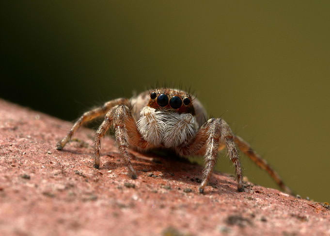 Jumping Spider Close-Up