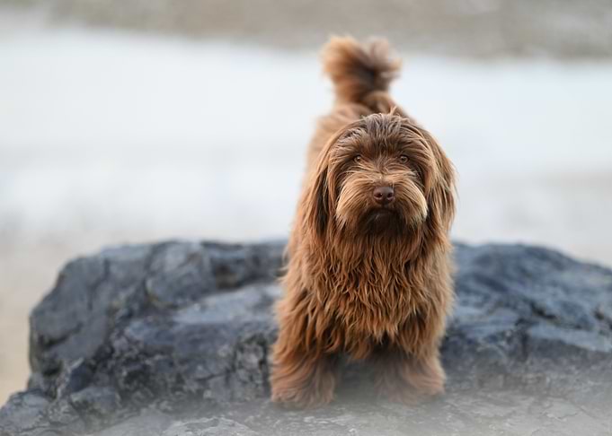 Brown Havanese Dog on a Rock