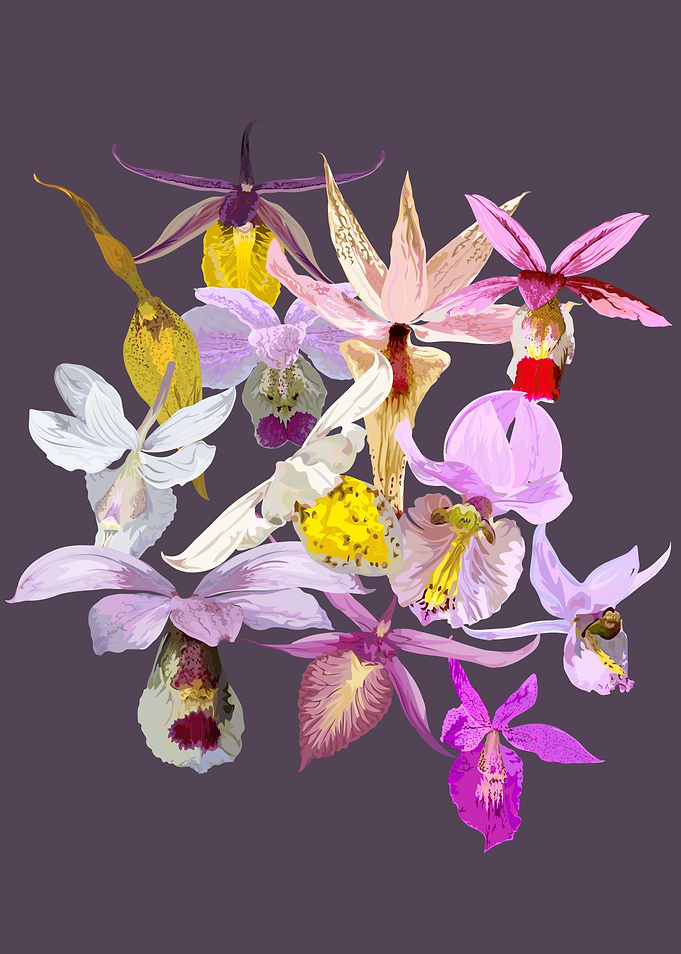 Barkeria Orchhids