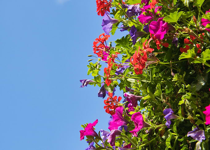 Colorful Flowers Against a Blue Sky