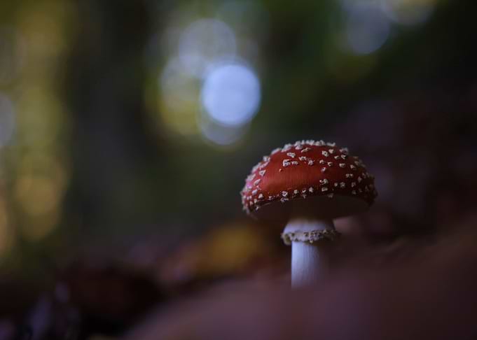 Red and White Mushroom in Forest