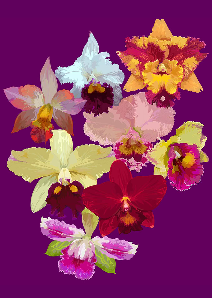 Cattelya Orchids