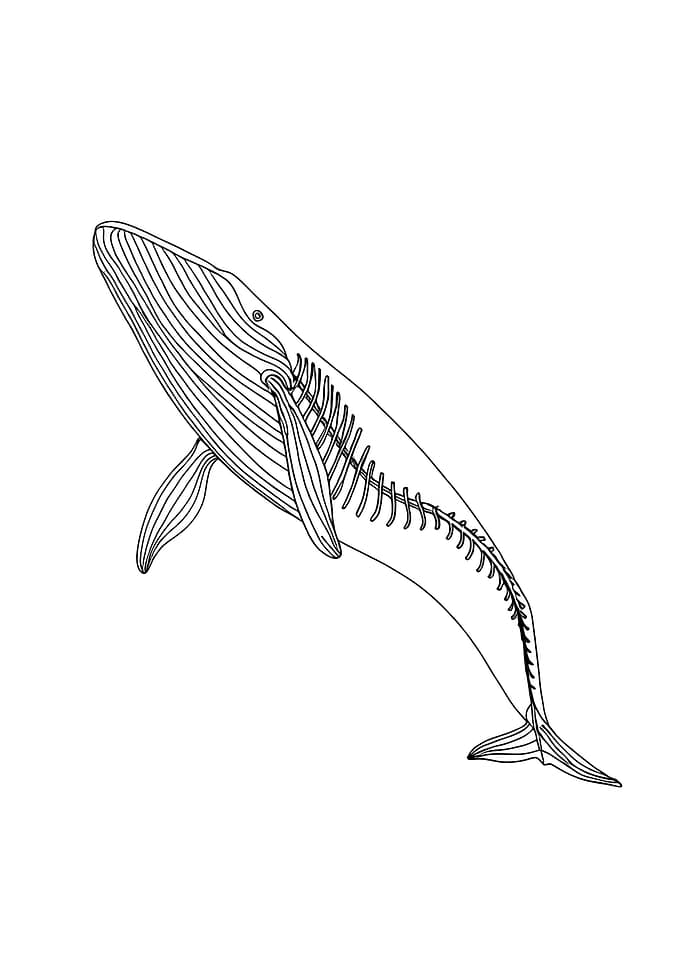 Mythical Monster Skeleton Whale Minimalist Line Art