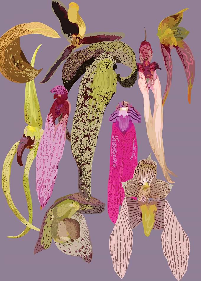 Bulbophyllum Orchids
