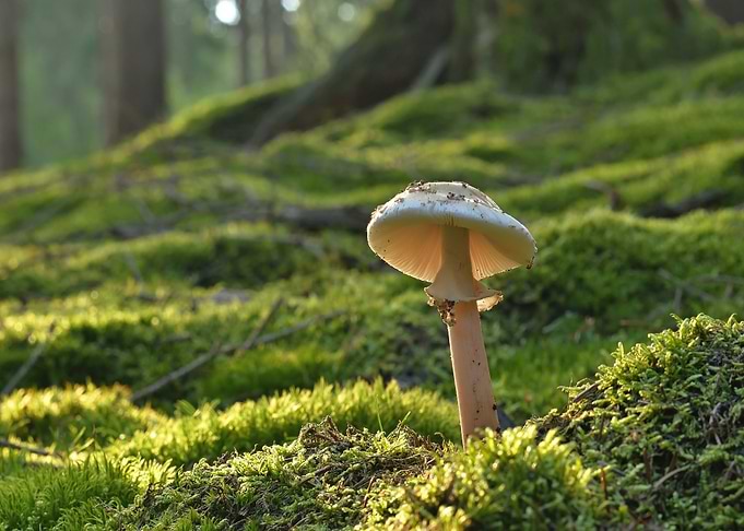 Mushroom in mossy forest